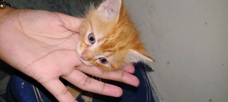 persian orange haired grey eyed ,doll faced kittens 2