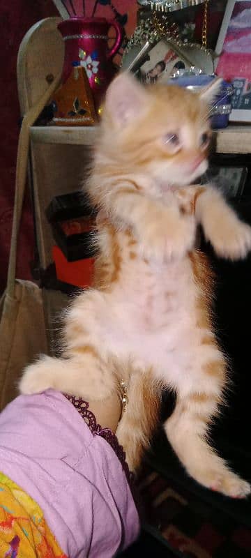 persian orange haired grey eyed ,doll faced kittens 5