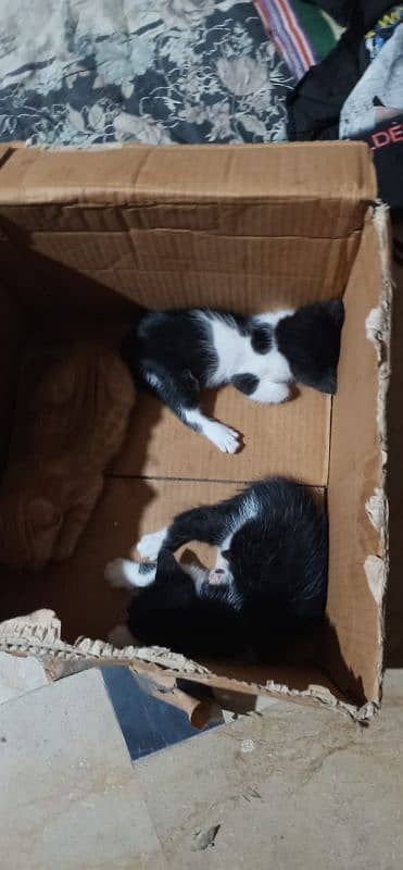 3 Baby cats 2