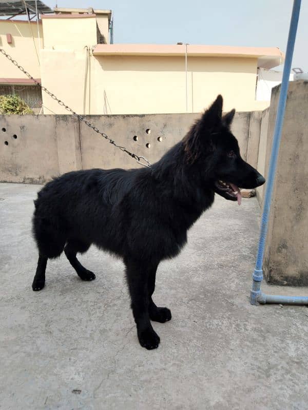 German Shepherd | long coat 0