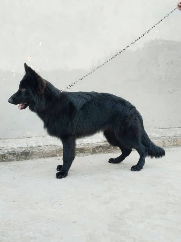 German Shepherd | long coat 1