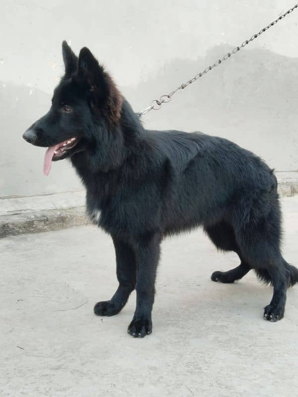 German Shepherd | long coat 2