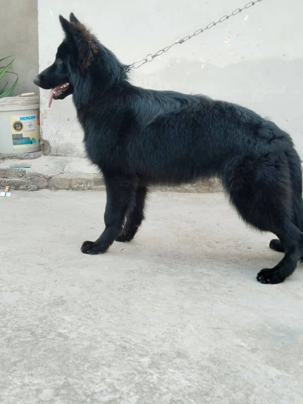 German Shepherd | long coat 4