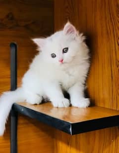 Triple coat persian kitten