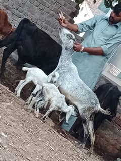 taddi bakri sath 2 Bachy