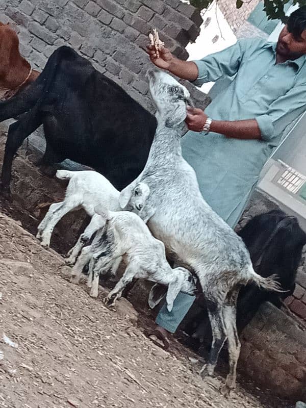 taddi bakri sath 2 Bachy 0