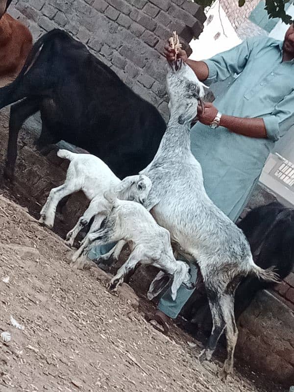 taddi bakri sath 2 Bachy 1