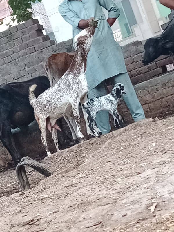 taddi bakri sath 2 Bachy 4