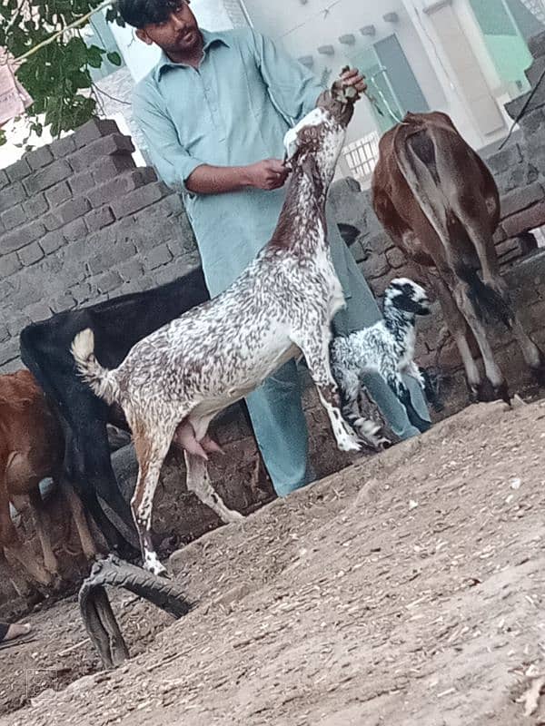 taddi bakri sath 2 Bachy 5