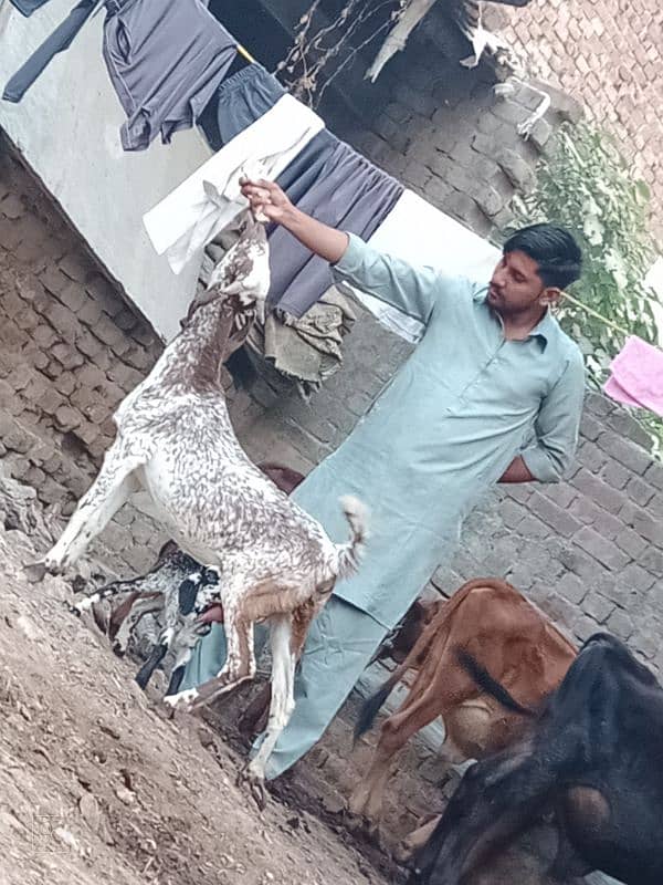 taddi bakri sath 2 Bachy 6