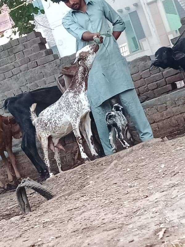 taddi bakri sath 2 Bachy 7