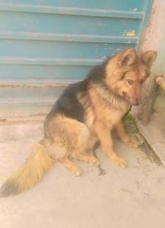 Non pedigree German shepherd Long Coat Female For Sale