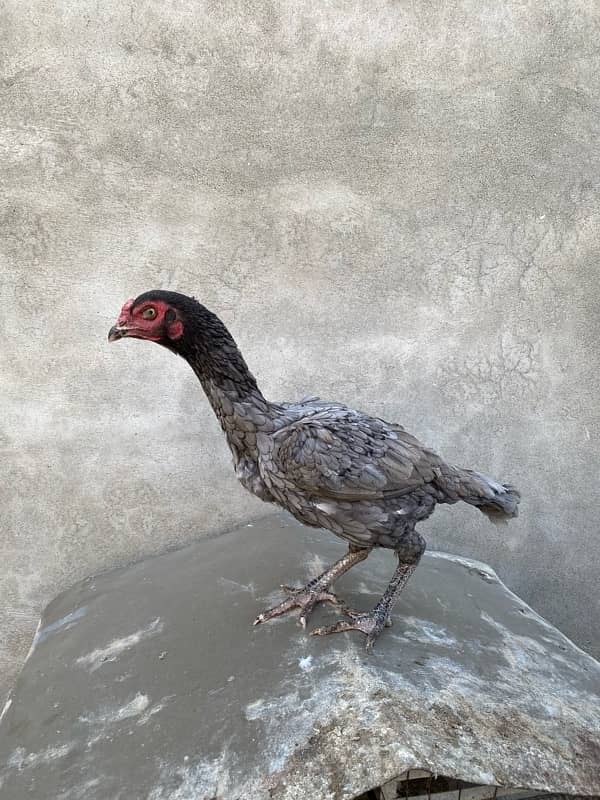 Aseel Hens for sale 0