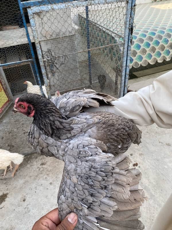 Aseel Hens for sale 4