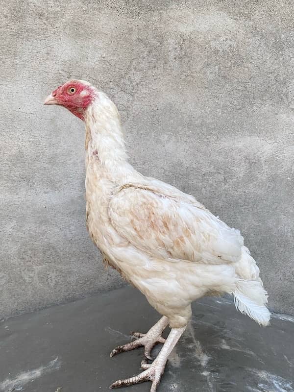 Aseel Hens for sale 6