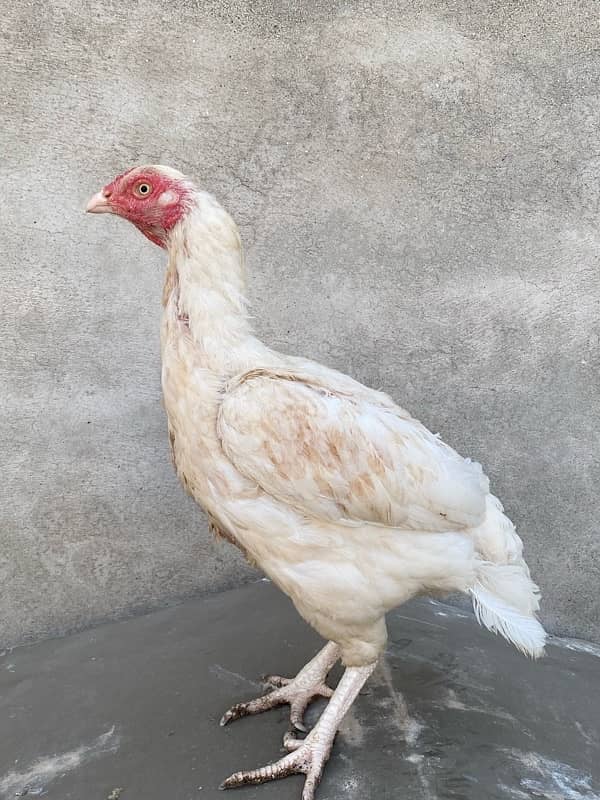 Aseel Hens for sale 7