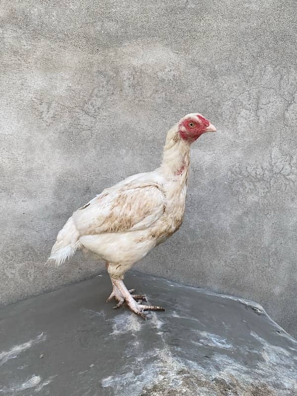 Aseel Hens for sale 8