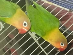 breeder pair of fishery's parrot