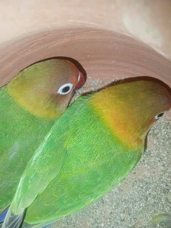 breeder pair of fishery's parrot 1