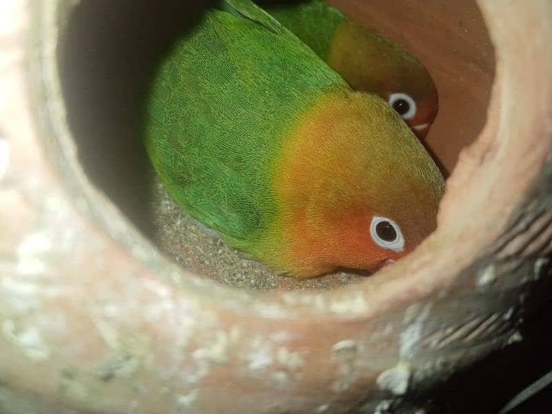 breeder pair of fishery's parrot 2