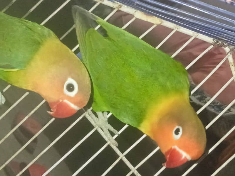 breeder pair of fishery's parrot 3