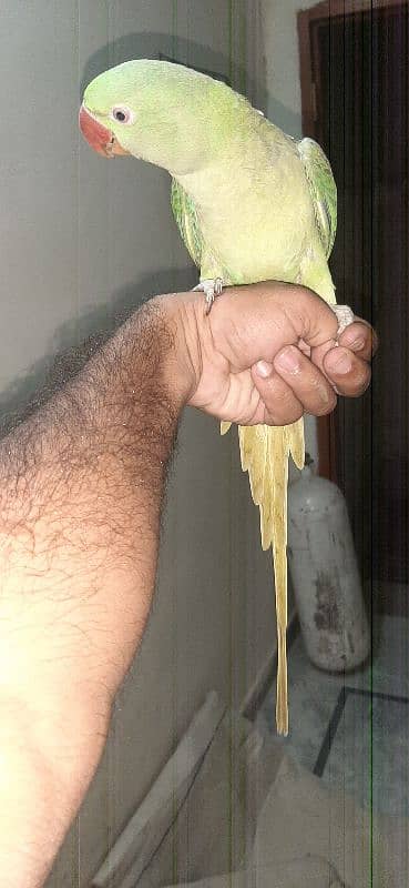 raw parrot female 0