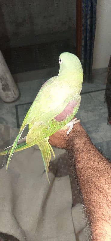 raw parrot female 1