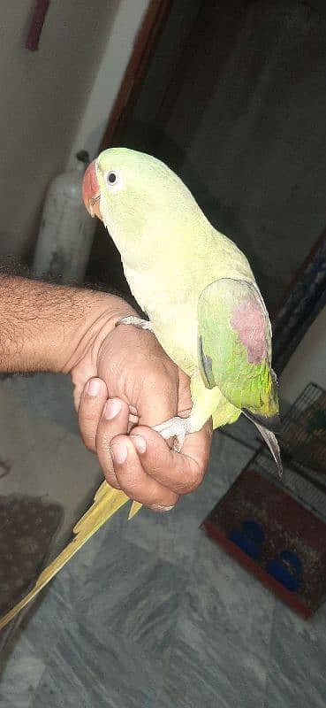 raw parrot female 2