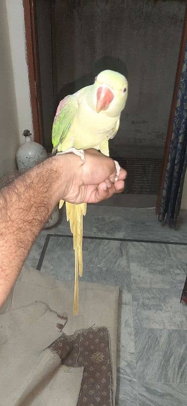 raw parrot female 3