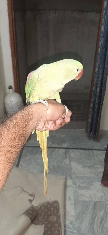 raw parrot female 4