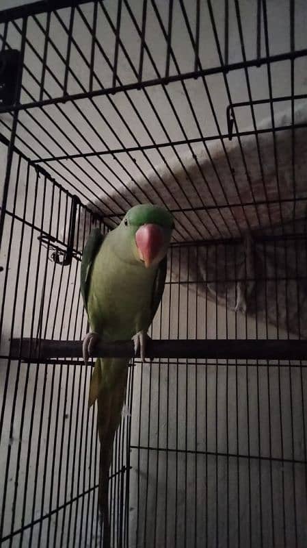 raw parrot female 5