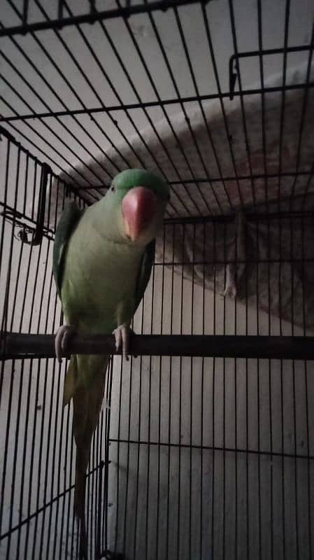 raw parrot female 6