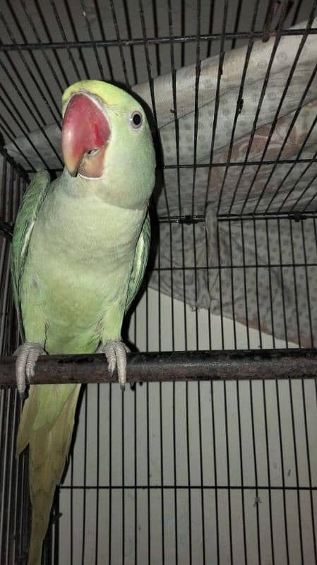 raw parrot female 7