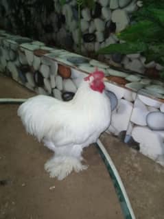 white bantam