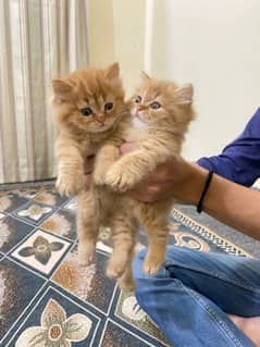 Persian kittens for sale, male and female