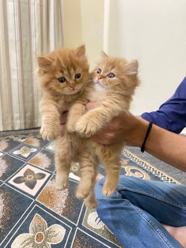 Persian kittens for sale, male and female 0