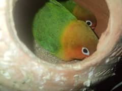 Pair of parrot for urgent sale