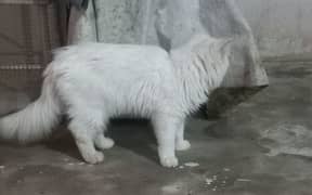 persian cat kitten 0