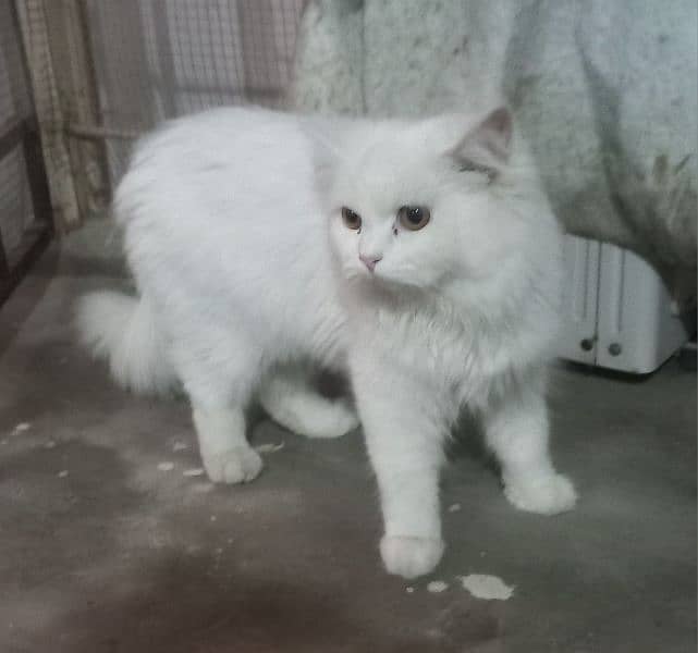 persian cat kitten 2