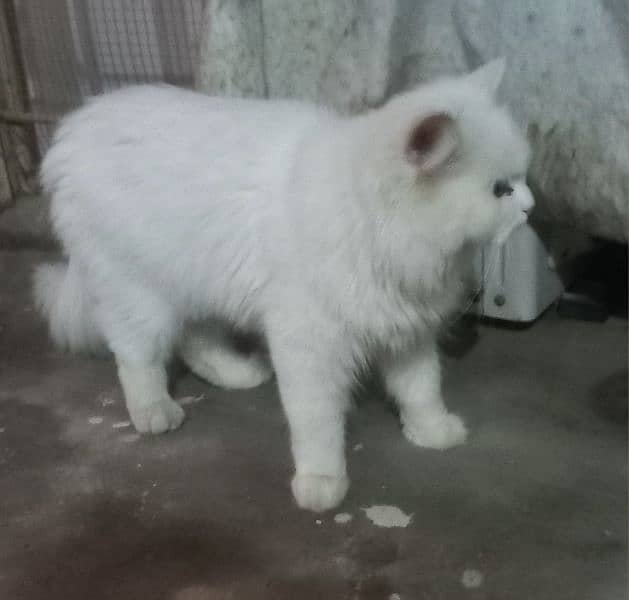 persian cat kitten 3