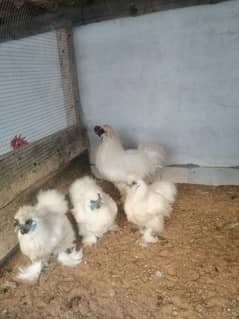 white silkie breeder set (03061340234)