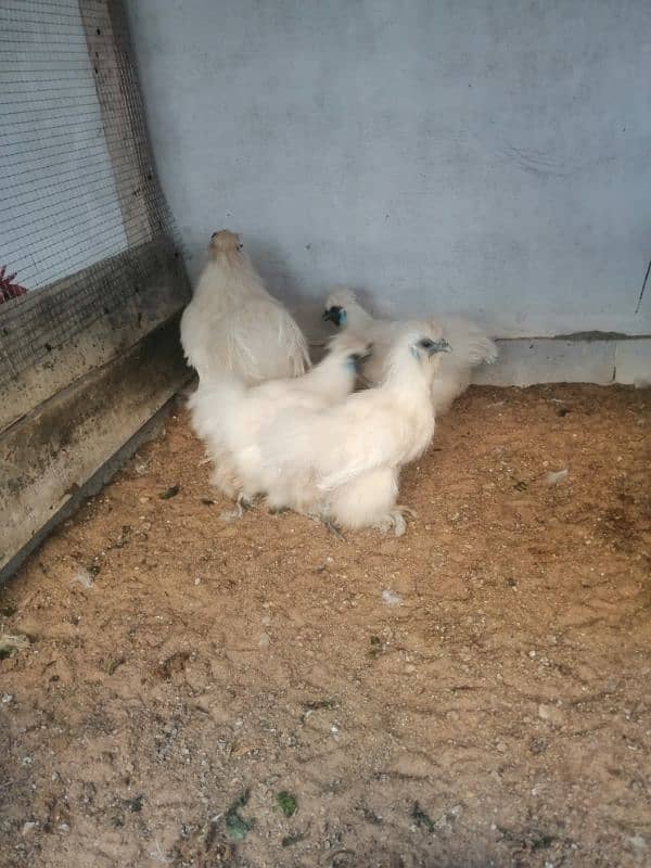 white silkie breeder set (03061340234) 1