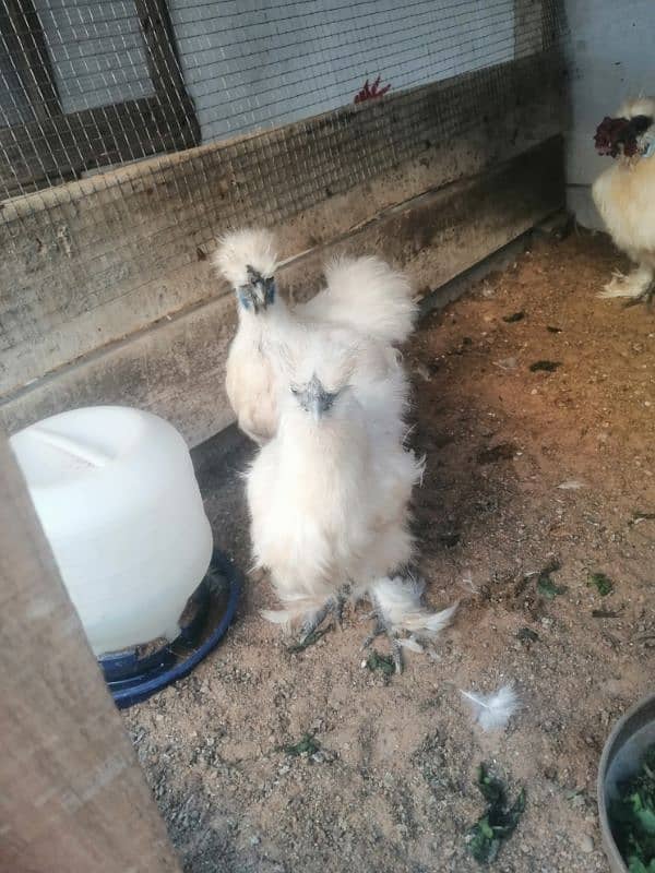 white silkie breeder set (03061340234) 2