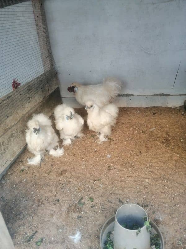 white silkie breeder set (03061340234) 3