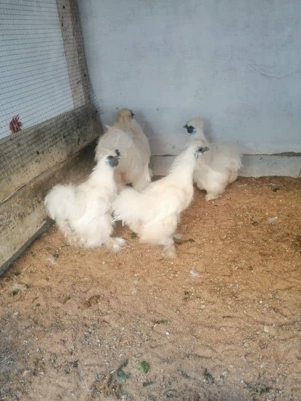 white silkie breeder set (03061340234) 4