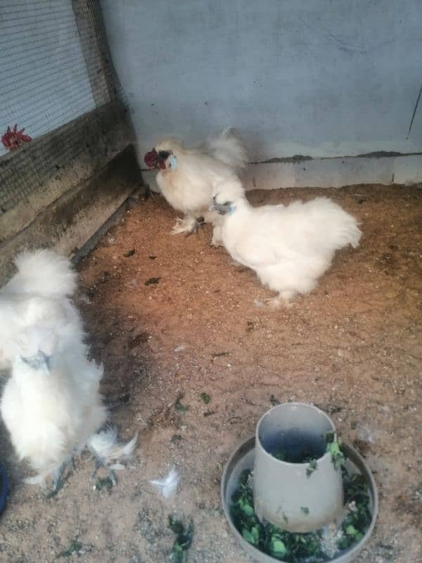 white silkie breeder set (03061340234) 5