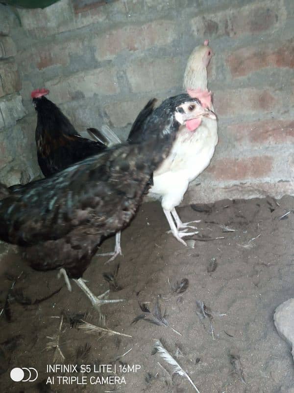 home breed Desi hens eggs laying 1