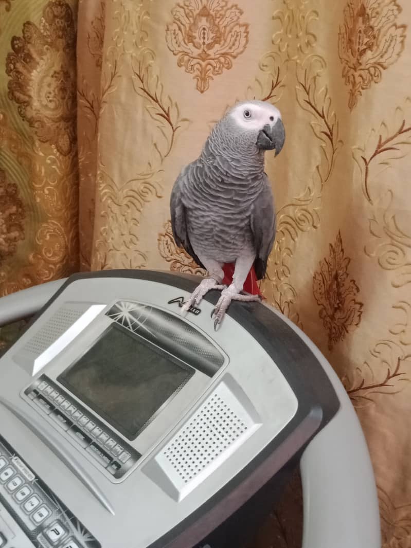 CONGO African Grey Parrot 0