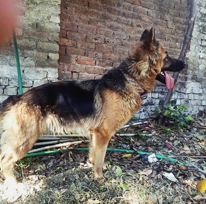 Triple coat king shepherd female long coat. GUARD TRAIN 2