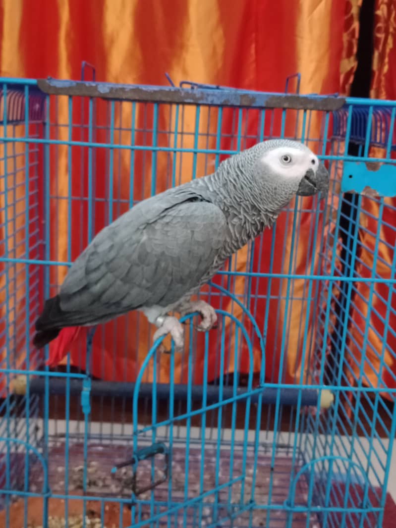 CONGO African Grey Parrot 1